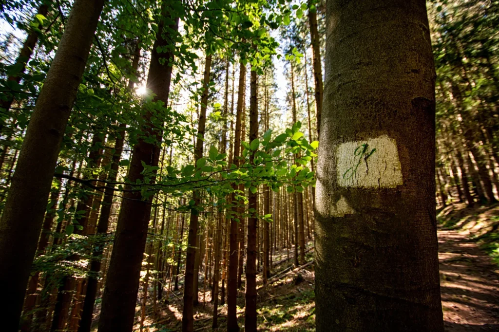 Wegzeichen des Goethewanderwegs bei Manebach