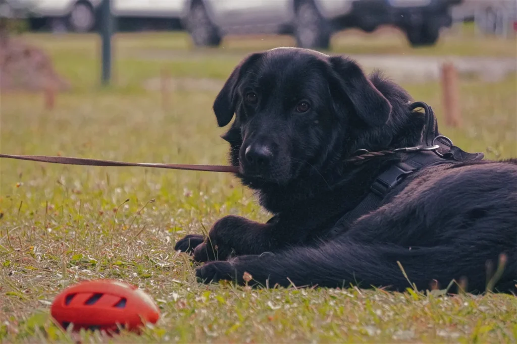 Entspannter Hund auf dem hundefreundlichen Campingplatz