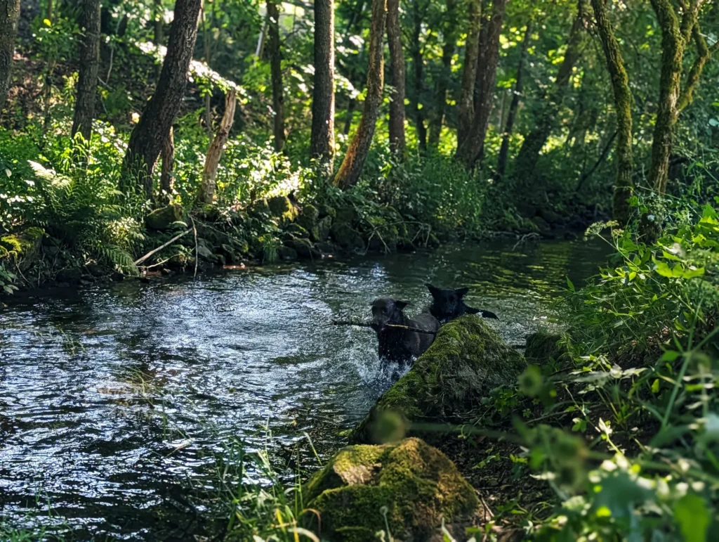 Hund im Bach am Naturcamp Meyersgrund