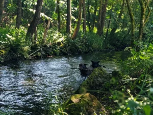 Hund im Bach am Naturcamp Meyersgrund