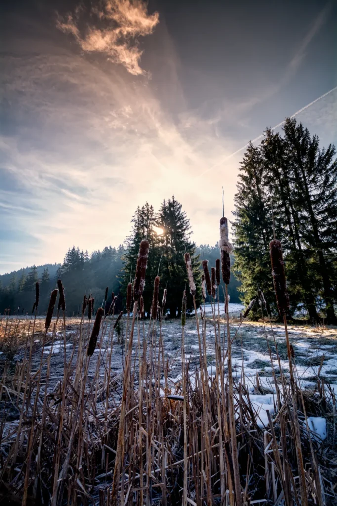 Raureif und Schnee im Moor bei Manebach