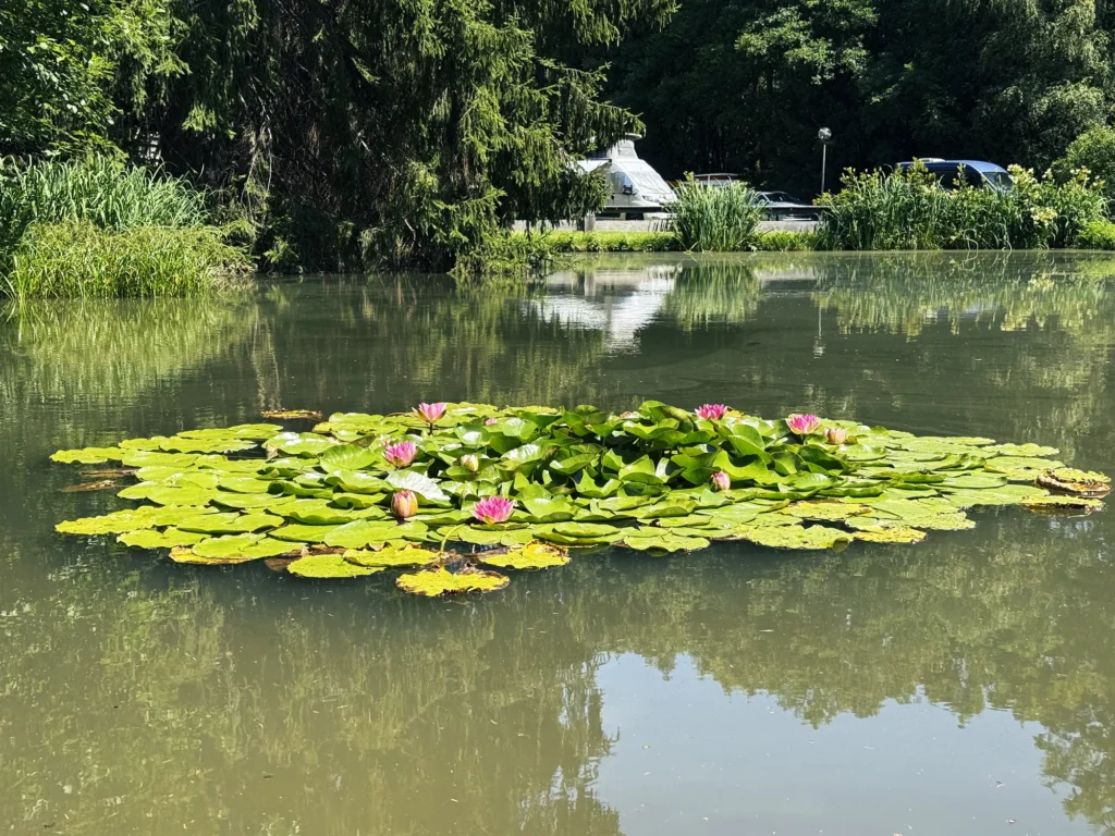 Seerosenteich im Naturcamp Meyersgrund