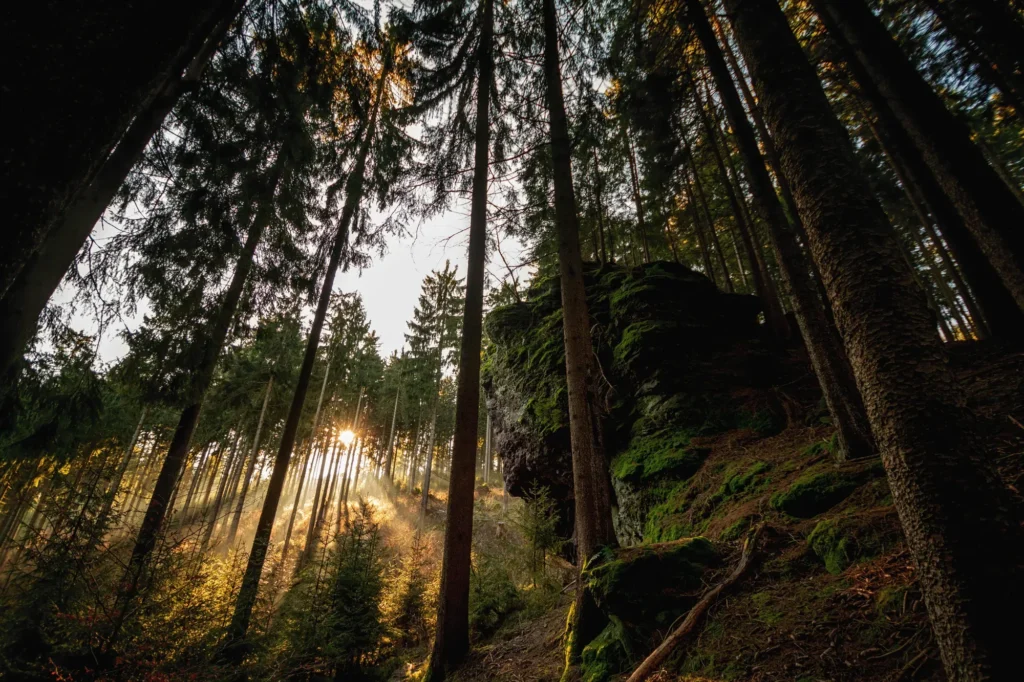 Felsen im Wald mit Morgennebel bei Manebach